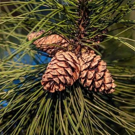 Cedarwood