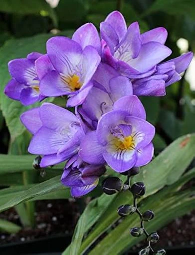 Freesia