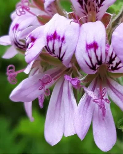 Geranium