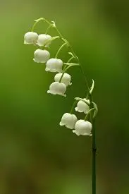 Lily of the Valley