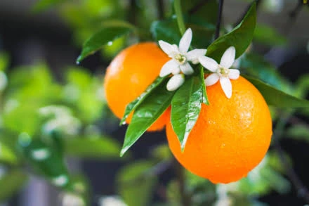 Orange Blossom