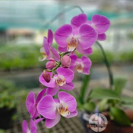 Orchid