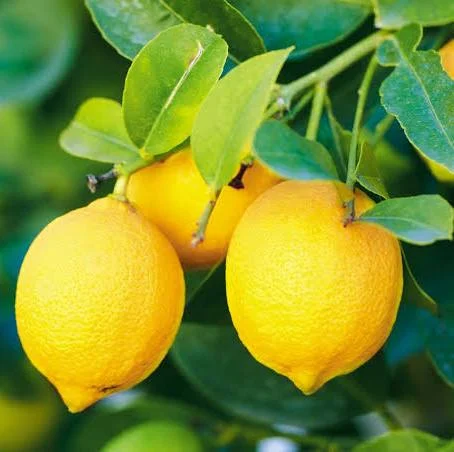 Lemon